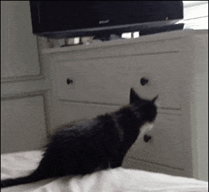 3.gif