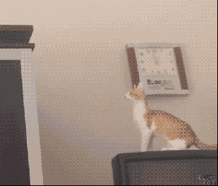 6.gif