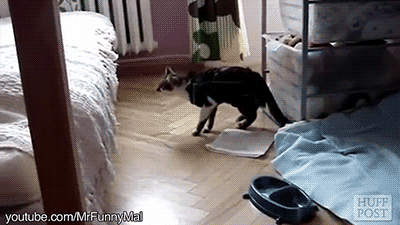 4.gif