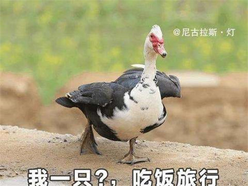 向往的生活 百闻牌里妖怪们的轻生活之味