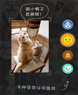 萌宠相机